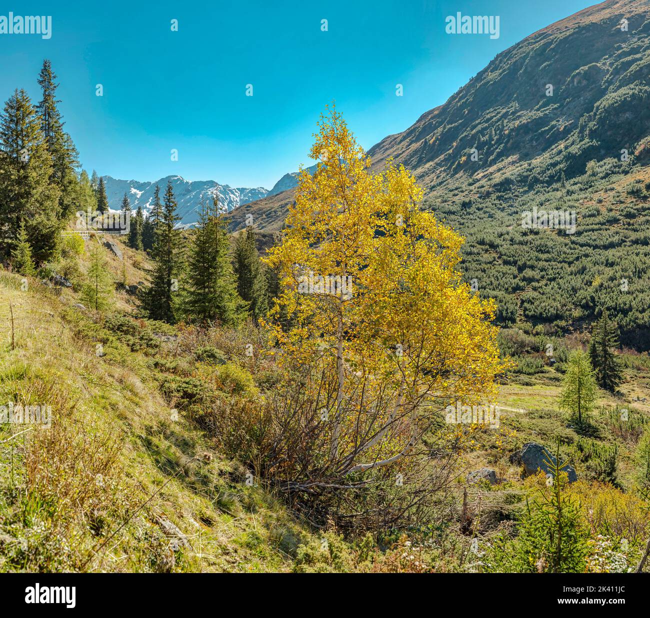 The Dischma valley *** Local Caption ***  Dürrboden,  Graubünden, Switzerland, landscape, forest, wood, trees, autumn, mountains, hills, Stock Photo