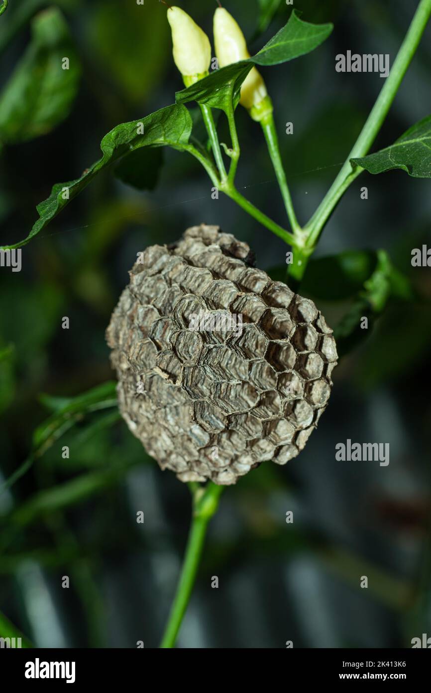 Queen wasps hibernate during the winter months and emerge in spring to begin building a nest. Wasps build their nests almost anywhere, But, sometimes Stock Photo