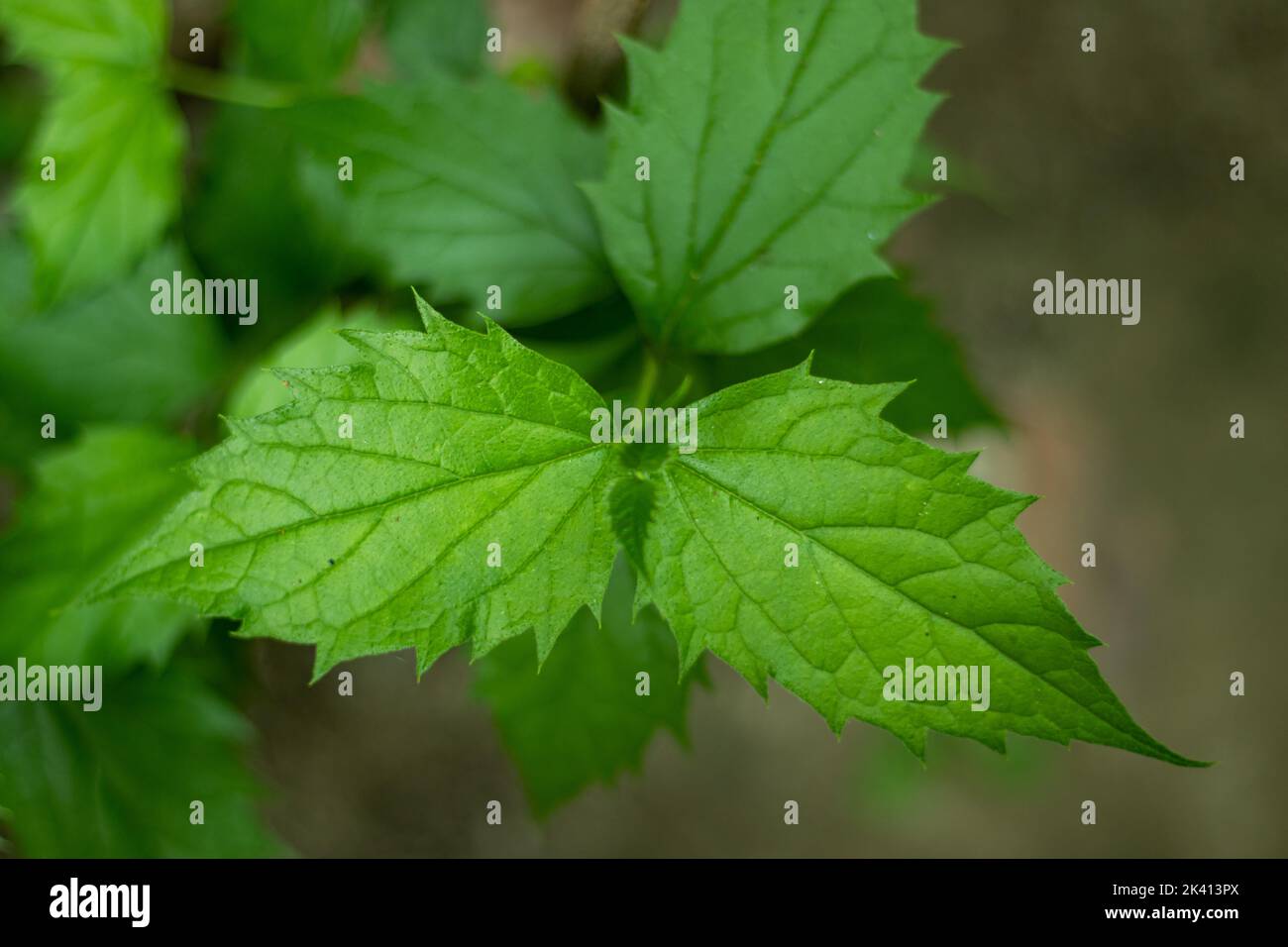 Lose leaf hi-res stock photography and images - Alamy