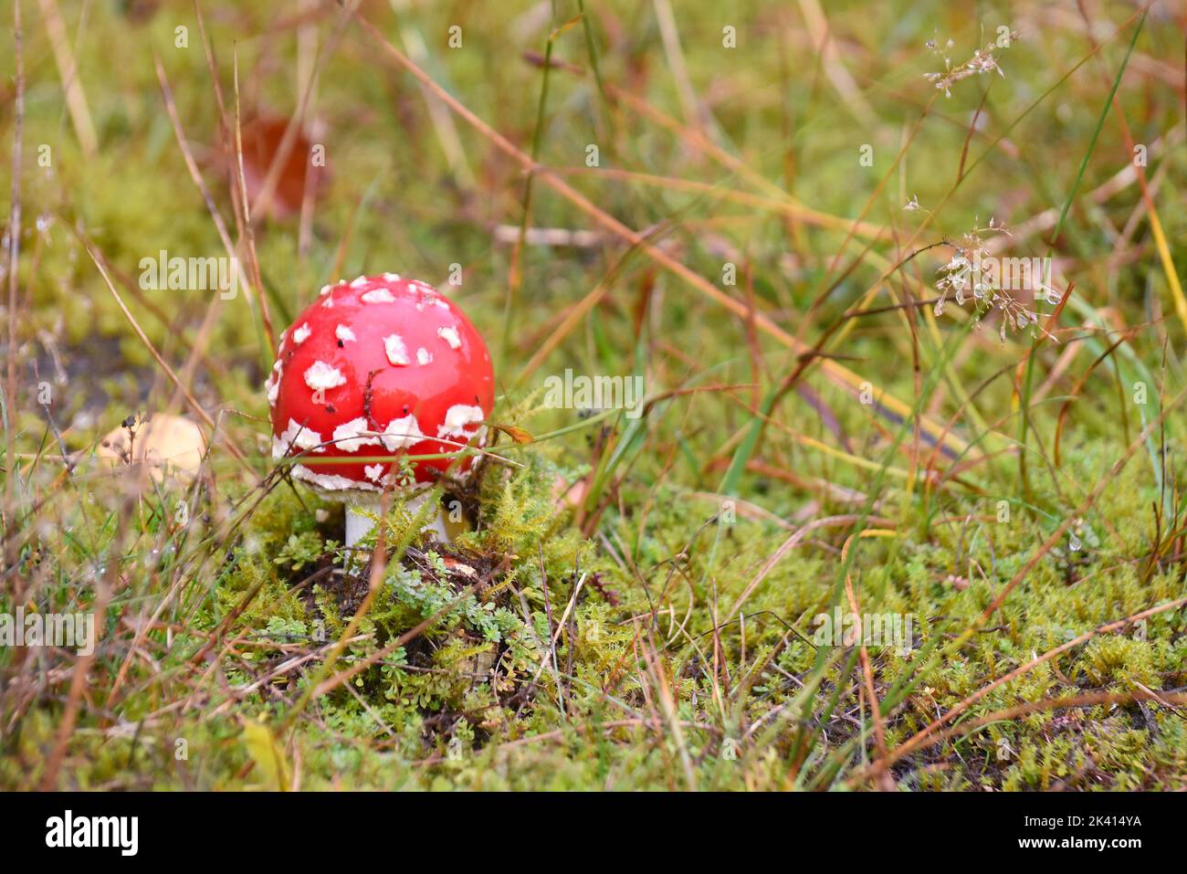 stand alone picture of a fly mushroom Amanita muscaria on green gras in the nature of germany Stock Photo