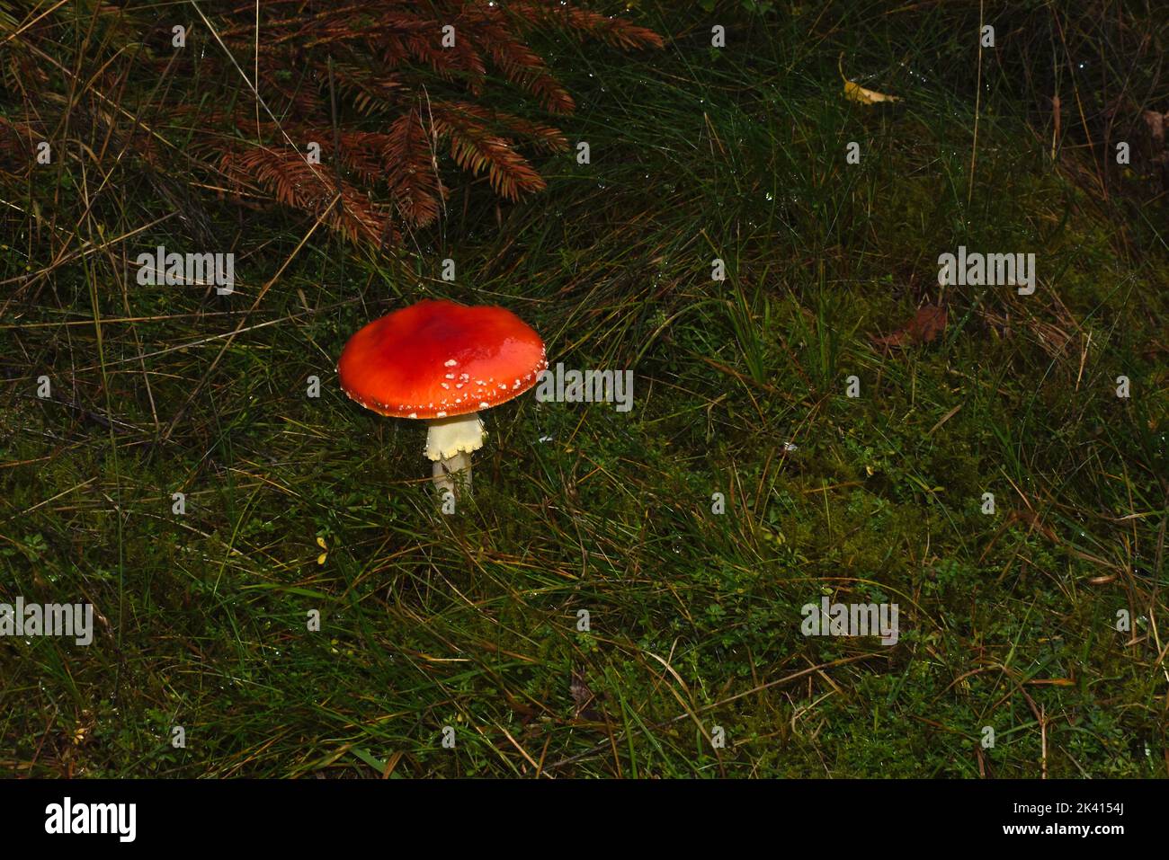 stand alone picture of a fly mushroom Amanita muscaria on green gras in the nature of germany Stock Photo