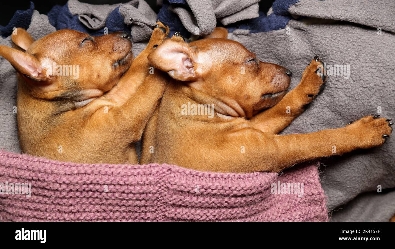 Two brown puppies are sleeping on a litter covered with a warm knitted blanket. Small, purebred dogs are resting. Taking care of pets Mini pinscher. Stock Photo