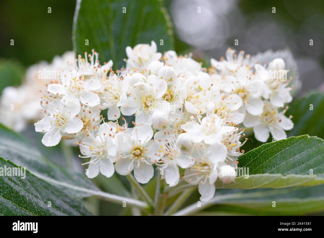 Sorbus rupicola flowers Stock Photo