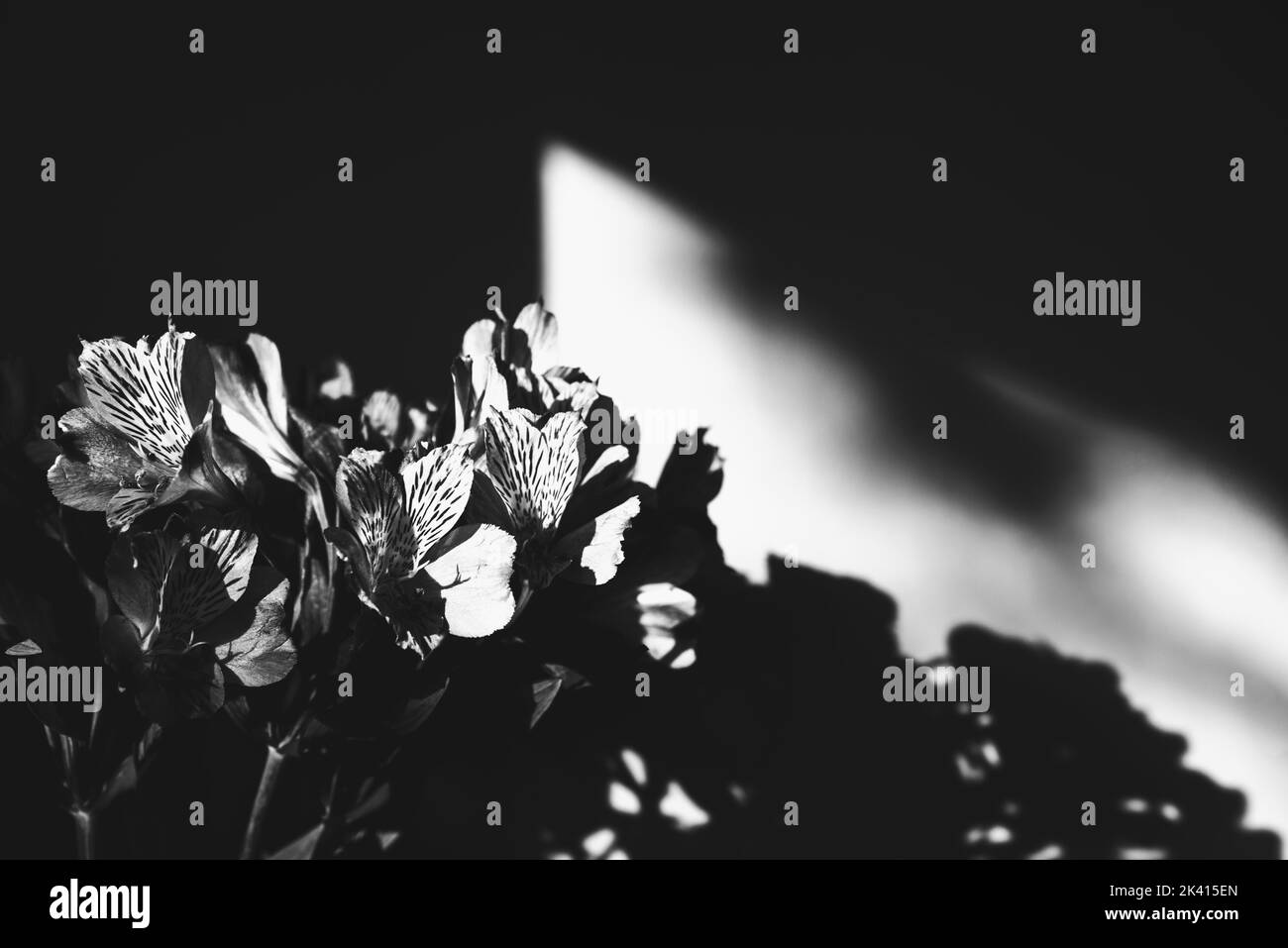 Beautiful lily flowers beetween light and shadow. Funeral flowers