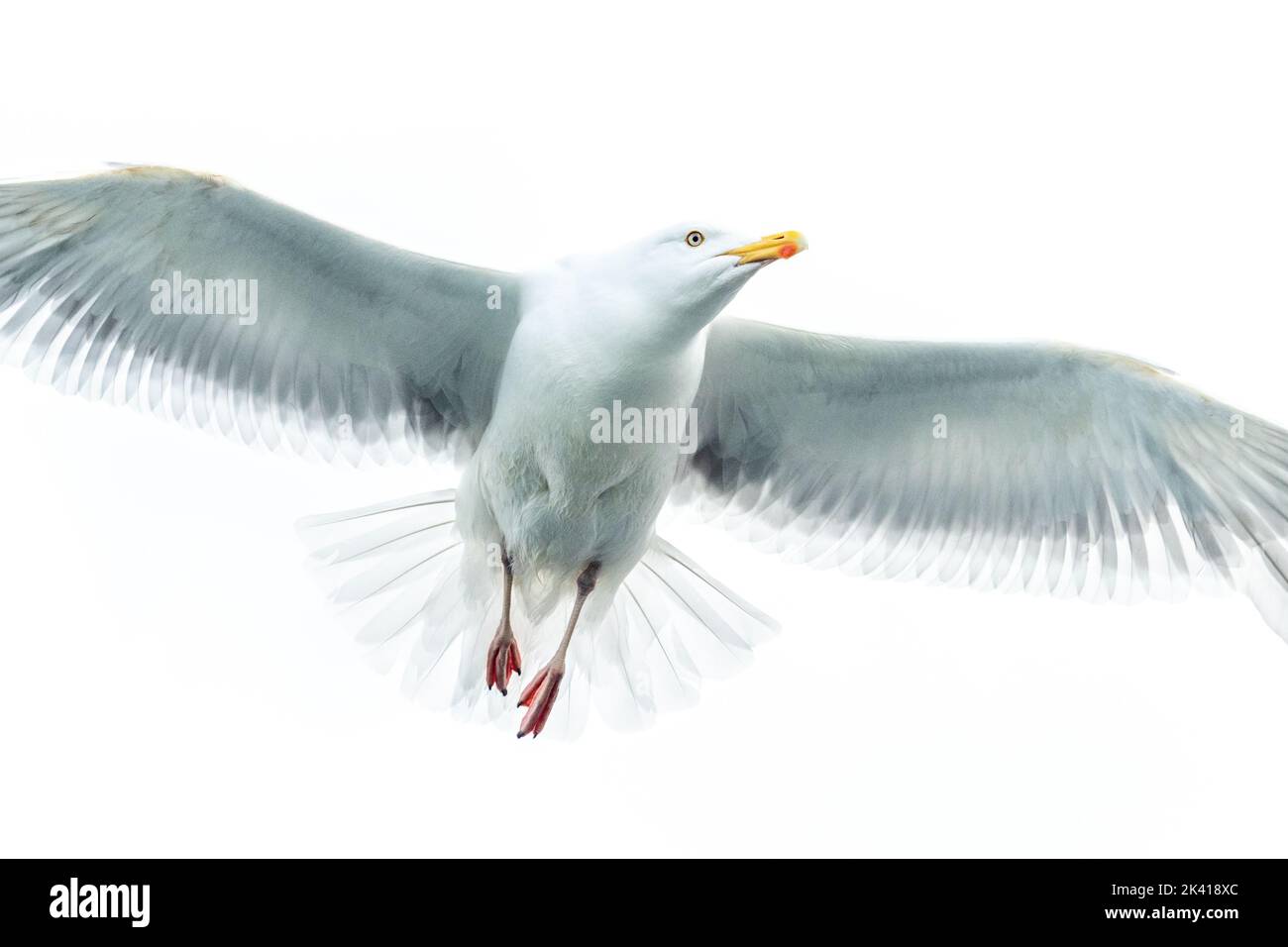 seagull in flight with spread wings Stock Photo