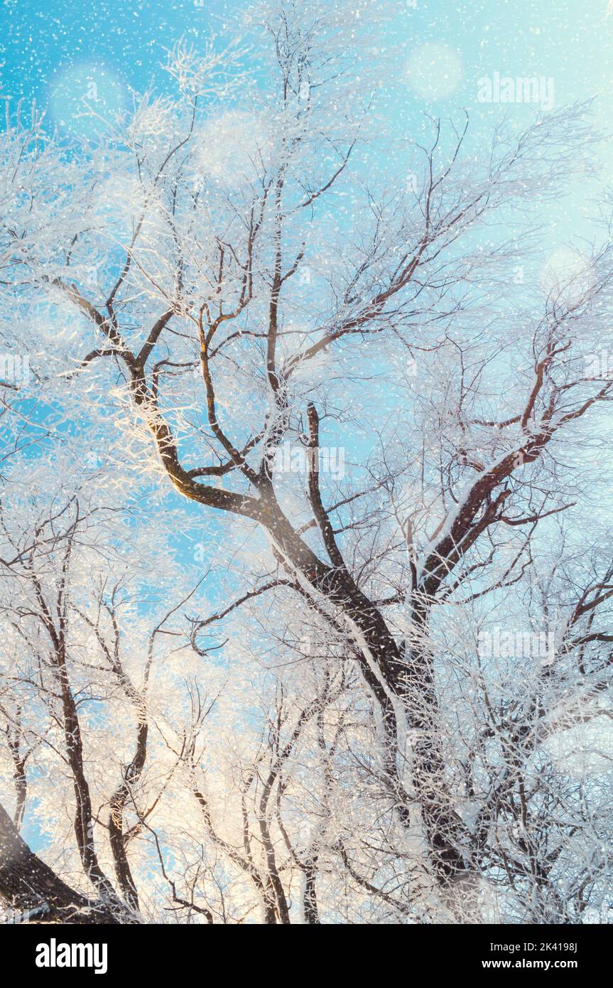Winter landscape, picturesque winter forest trees under falling snow, trees covered with frost against blue sky. Winter snowy scene with frosty trees Stock Photo