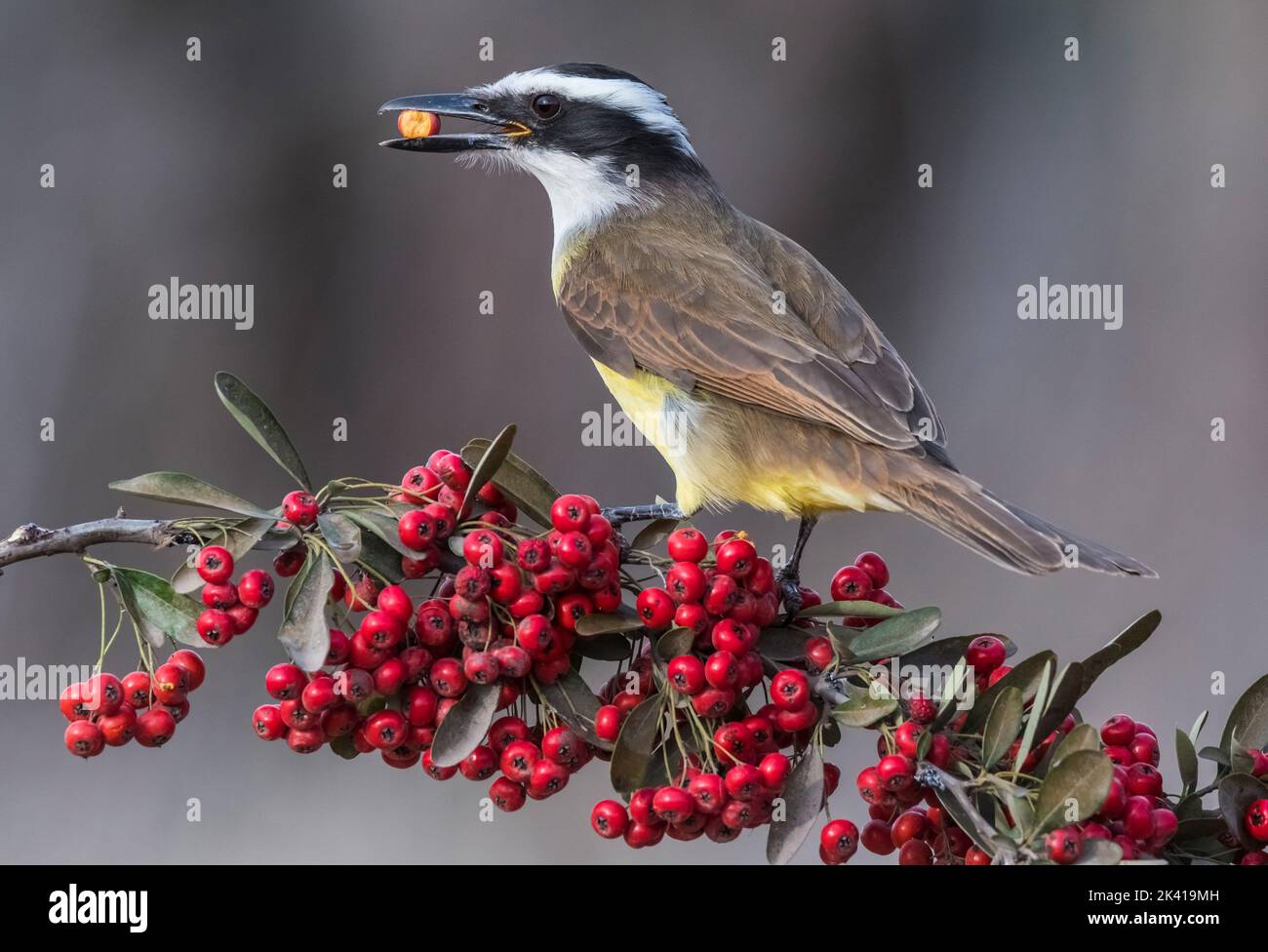 Great kiskadee  eating fruit from a plant.World heritage site Stock Photo