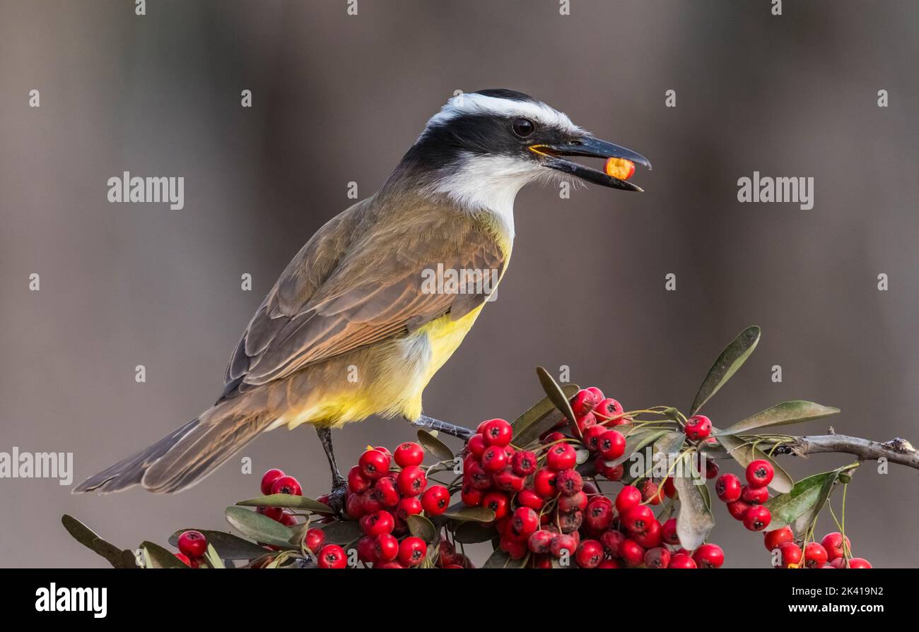 Great kiskadee  eating fruit from a plant.World heritage site Stock Photo