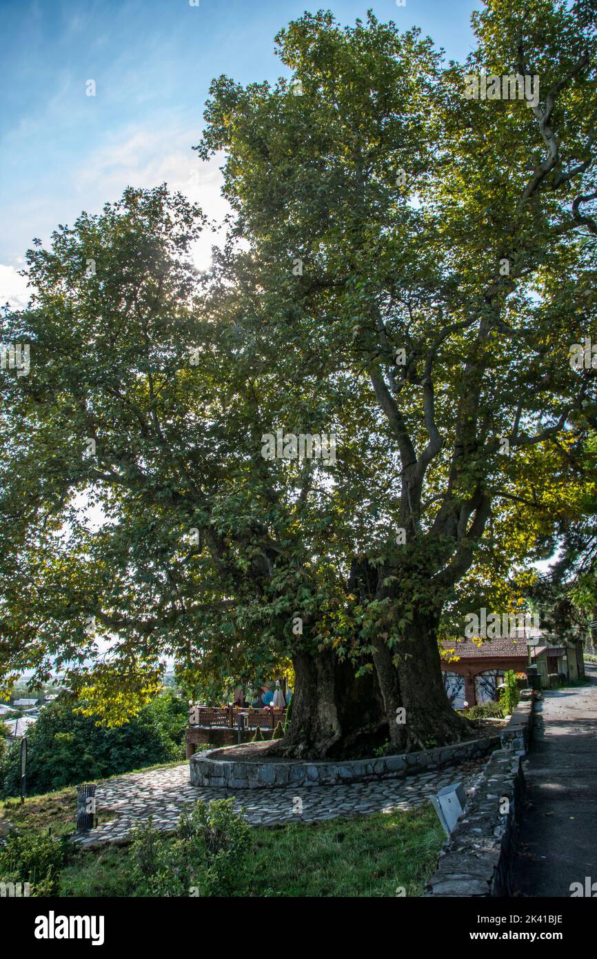 oldest-tree-telavi-hi-res-stock-photography-and-images-alamy