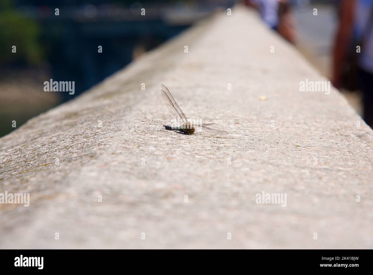 Dragonfly sitting on a wall Stock Photo