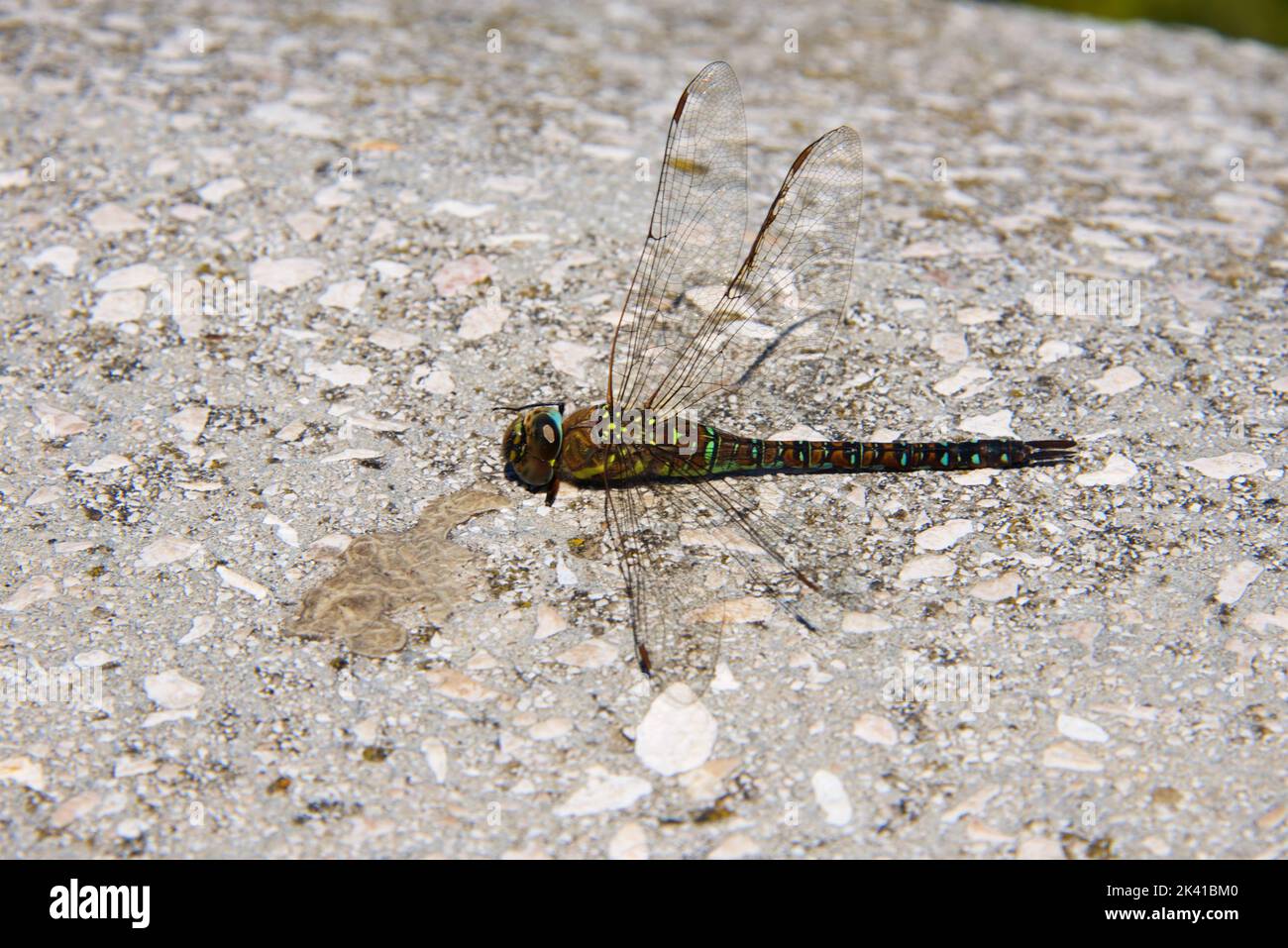 Dragonfly sitting on a wall Stock Photo