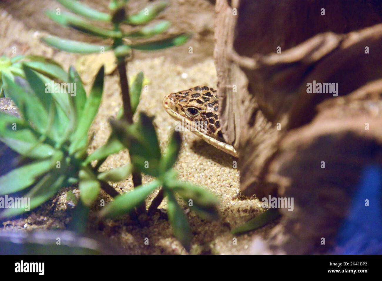 Reptile hidding under some rocks Stock Photo