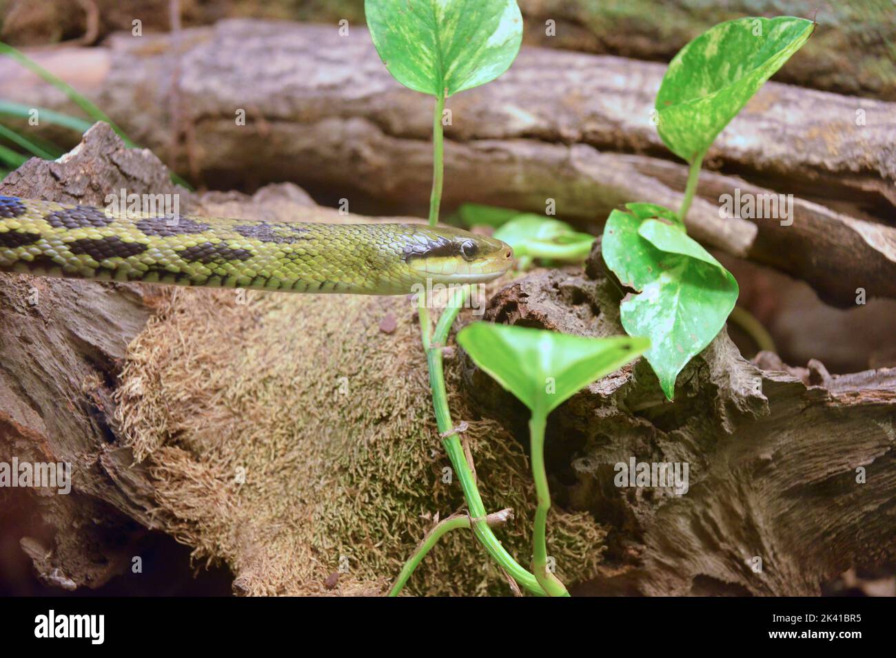 green snake Stock Photo