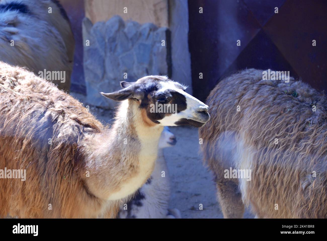 Machu picchu animal funny hi-res stock photography and images - Alamy