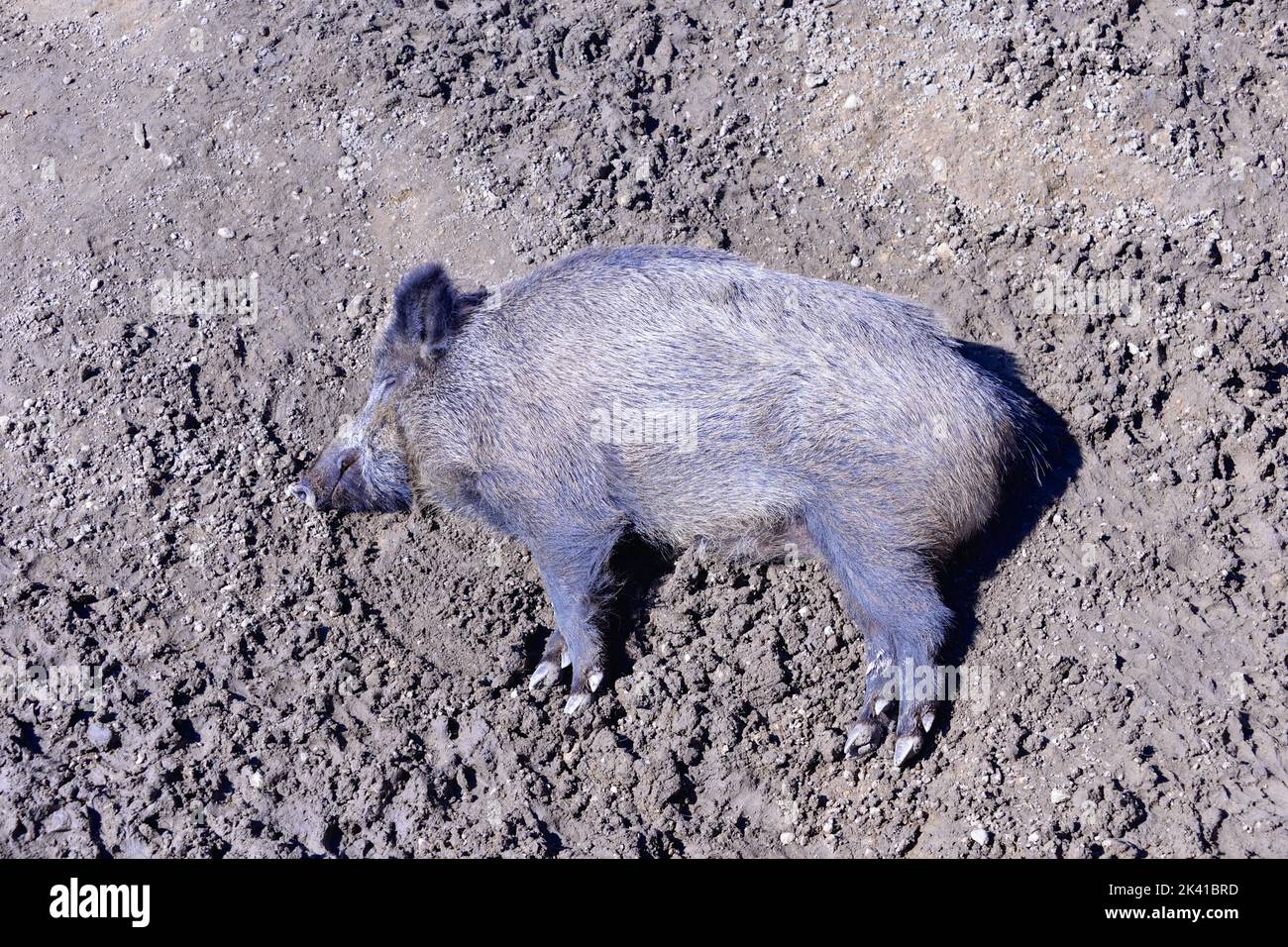 Big fat animal is sleeping on the sand. Enormous thick pig is relaxing. Very lazy, cute and beautiful wild pig is taking a nap. Animal obesity Stock Photo