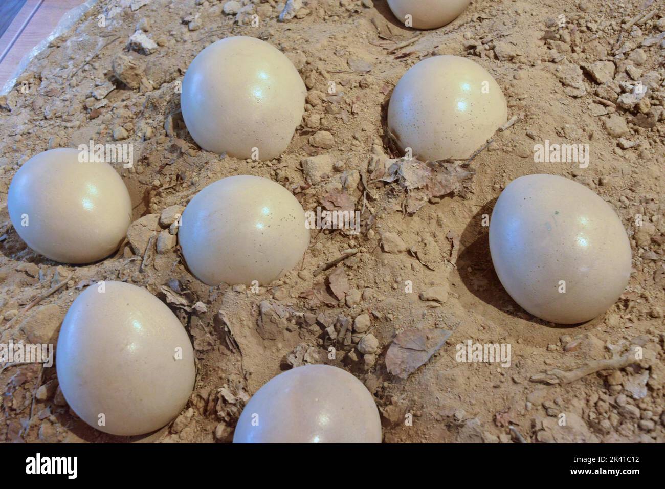 Dinosaur eggs in the nest Stock Photo Alamy