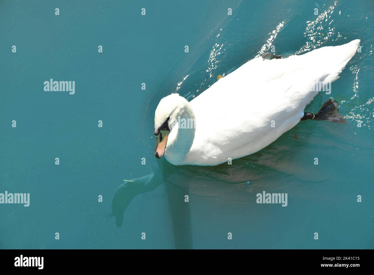 Swam Photo Example White swam on blue water Stock Photo - Alamy