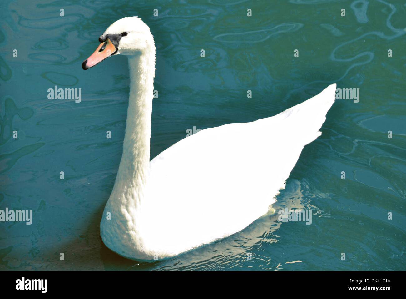 Swam Photo Example Portrait of white swam on the water Stock Photo - Alamy