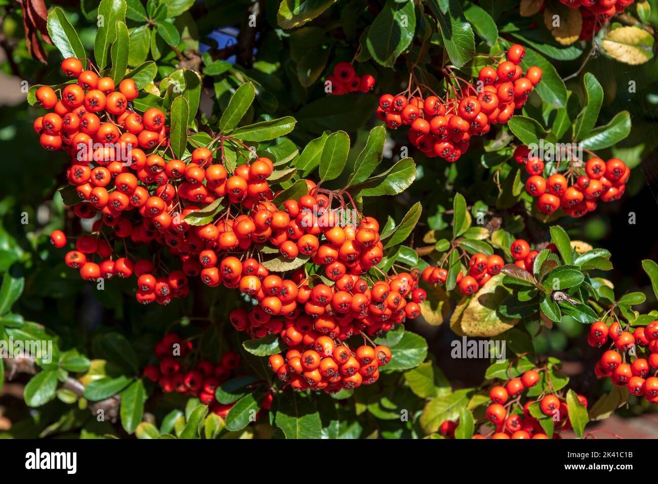 Mass of red berries on this autumnal hawrhorn bush. Hawthorn berries are tiny fruits that grow on trees and shrubs Stock Photo