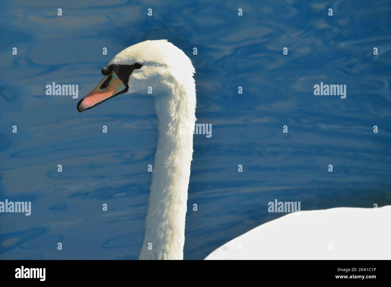 Swam Photo Example Portrait of white swam on the water Stock Photo - Alamy