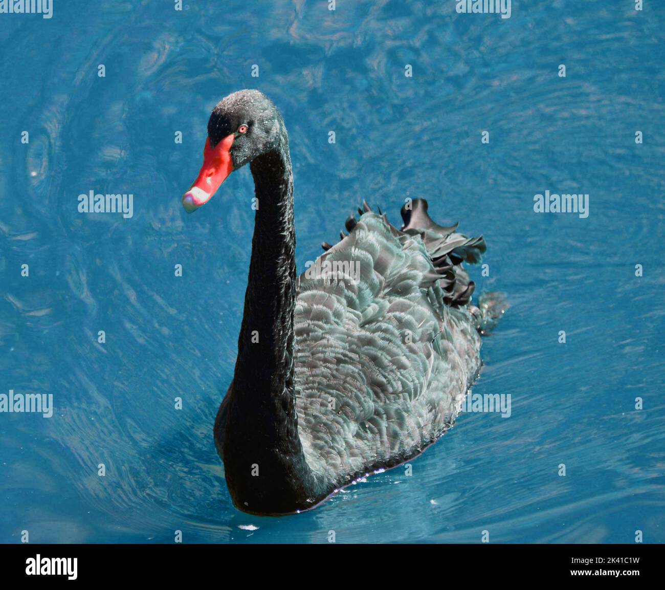 Swam Photo Example Black swam on the water Stock Photo - Alamy
