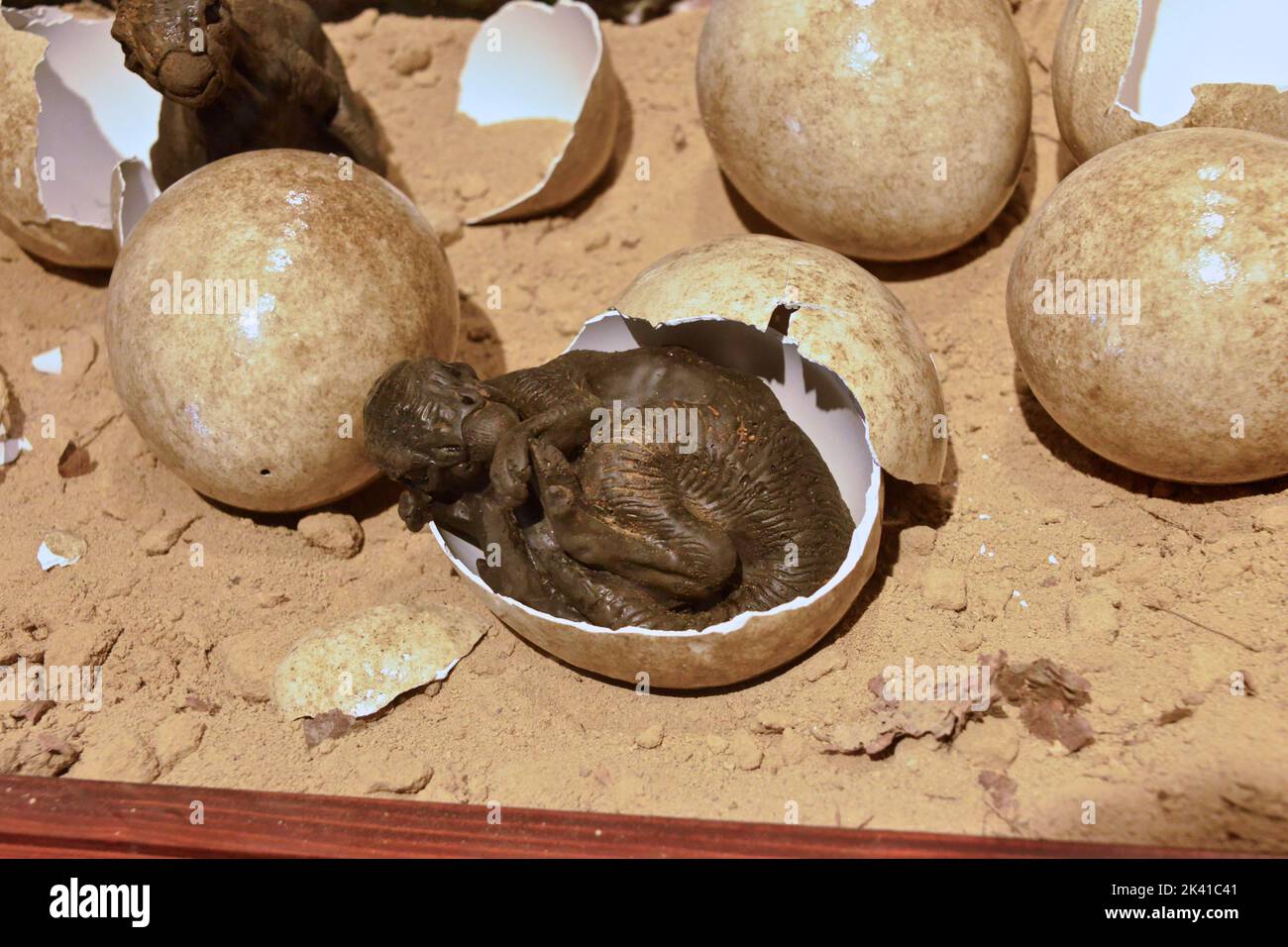 Baby dinosaur eggs comming out the eggs Stock Photo Alamy