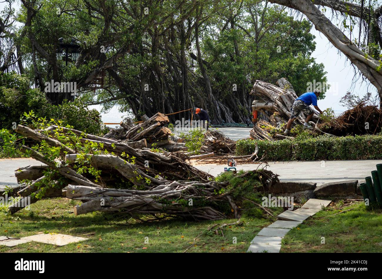 Taipei. 05th Sep, 2022. Workers remove trees collapsed by high winds and rainfall in Tamsui, Taiwan on 05/09/2022 by Wiktor Dabkowski Credit: dpa/Alamy Live News Stock Photo