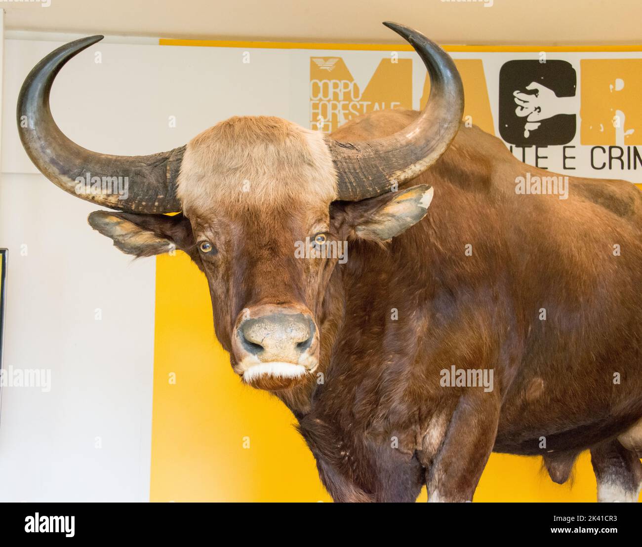 A visit to the Biopark, a zoological park in the heart of Rome in Villa Borghese. In this photo in particular: one stuffed bull Stock Photo