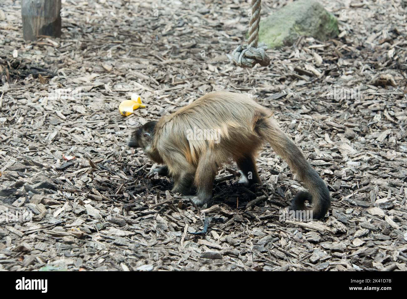 Monkey Uncommon Unusual monkey hi-res stock photography and images - Alamy
