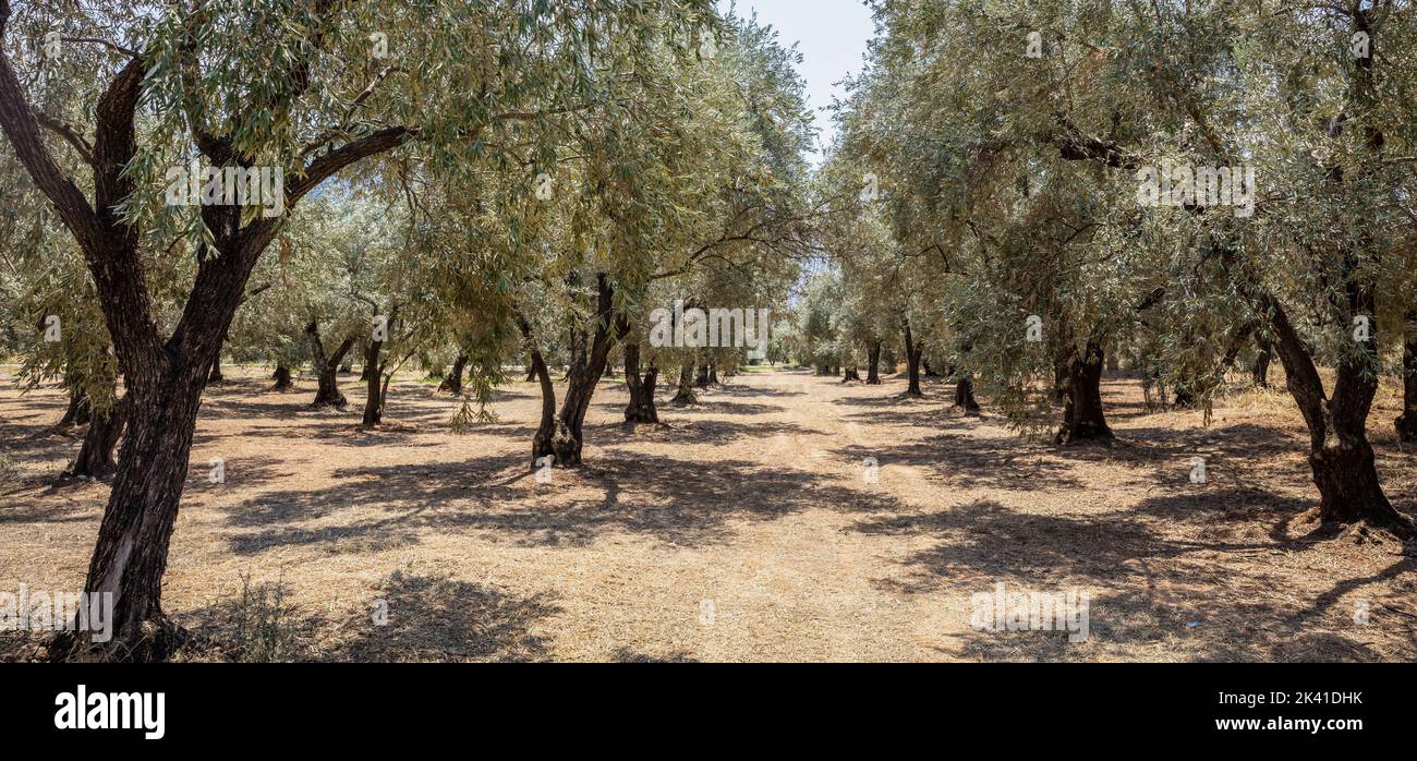 Olive grove. Row of olive trees on dry ground background. Healthy fruit, organic food, Greek oil, antioxidant properties. Stock Photo