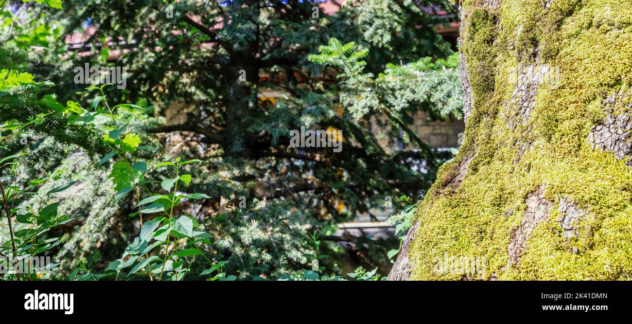 Green yellow lichen on tree bark. Fungi, moss growing on wood surface. Green plants nature background Stock Photo