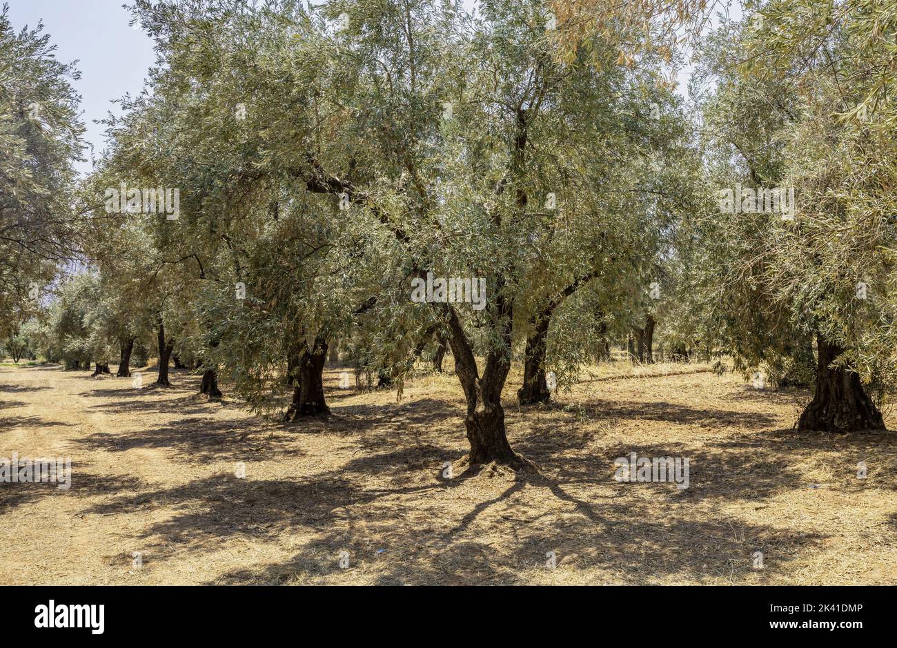 Olive grove concept. Row of olive trees on dry ground background sunny day. Healthy fruit, organic food, Greek oil, antioxidant properties. Stock Photo