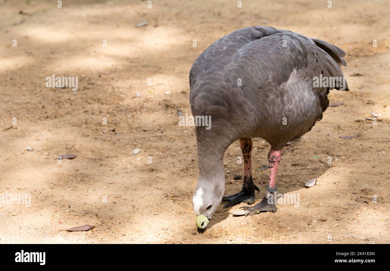 Chicken goose eating Stock Photo Alamy