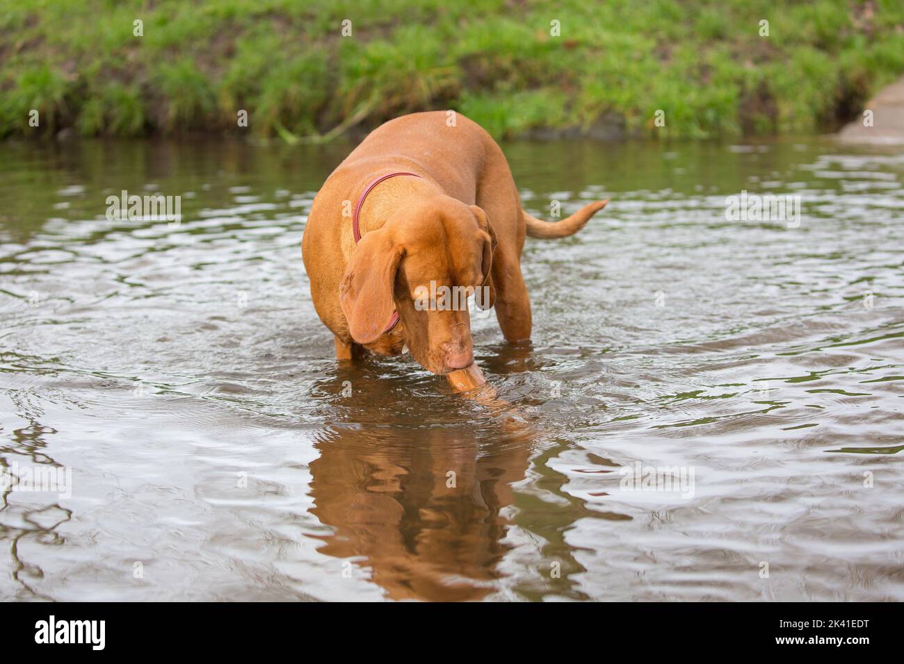 Curious dog in water Stock Photo