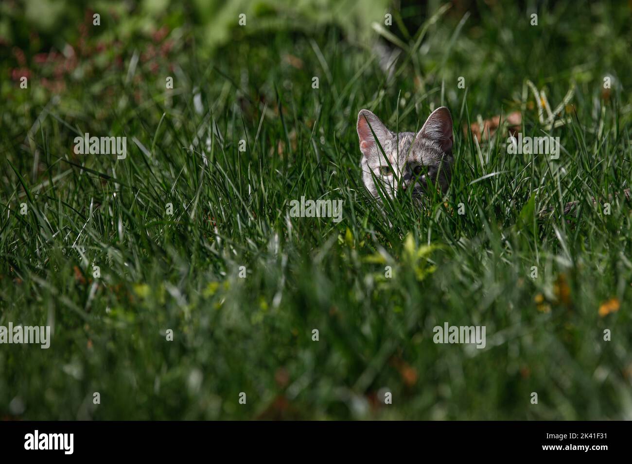 Adorable female cat hiding hi-res stock photography and images - Alamy