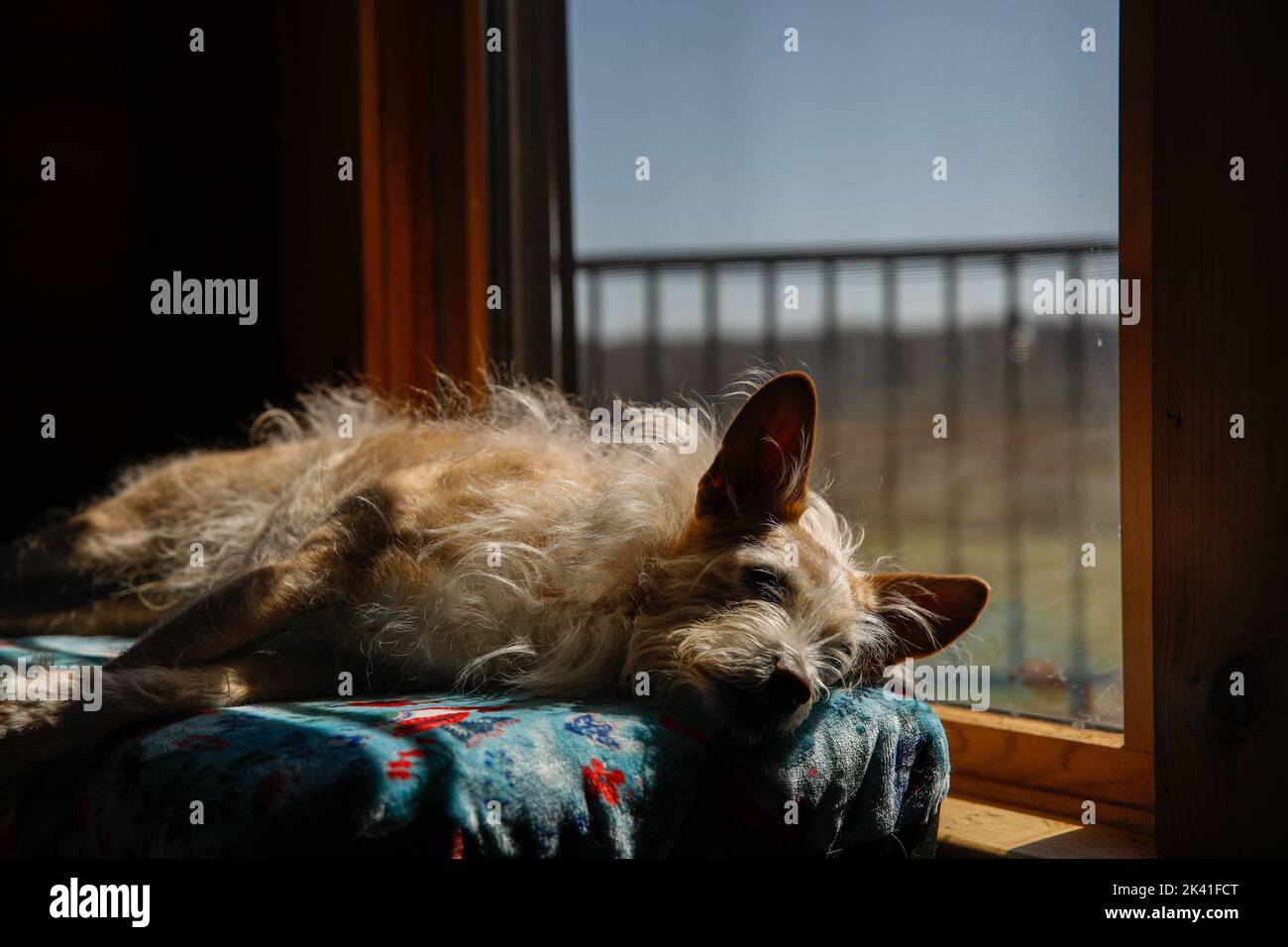 Dog sleeping in a window Stock Photo Alamy