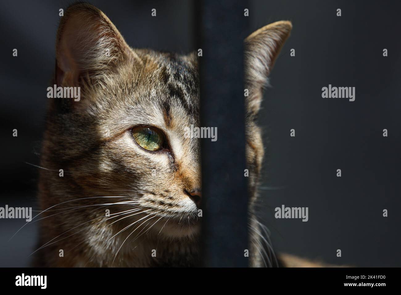 Cat sitting outside with a railing Stock Photo - Alamy