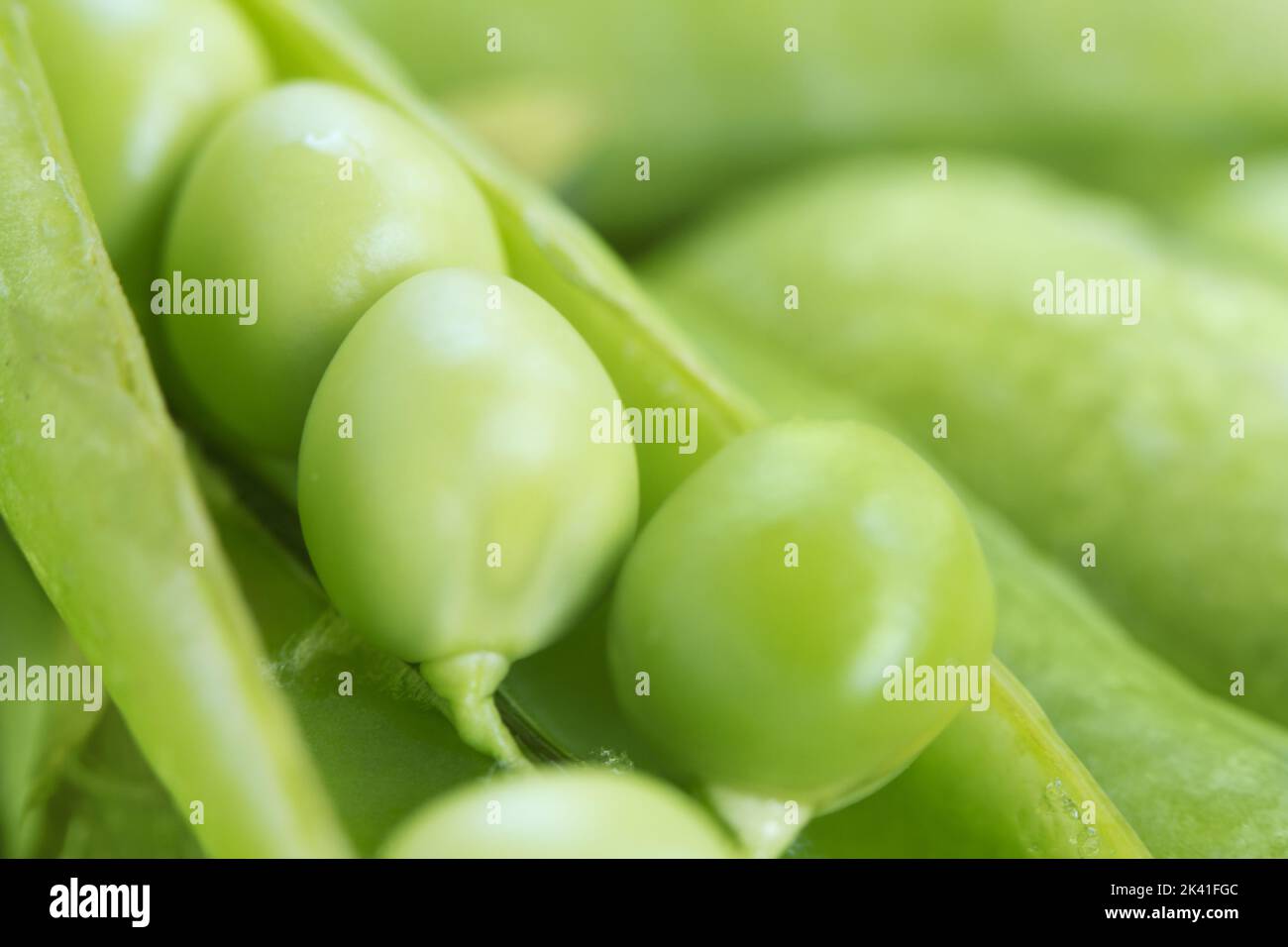 Green peas in a pea pod in macro Stock Photo Alamy