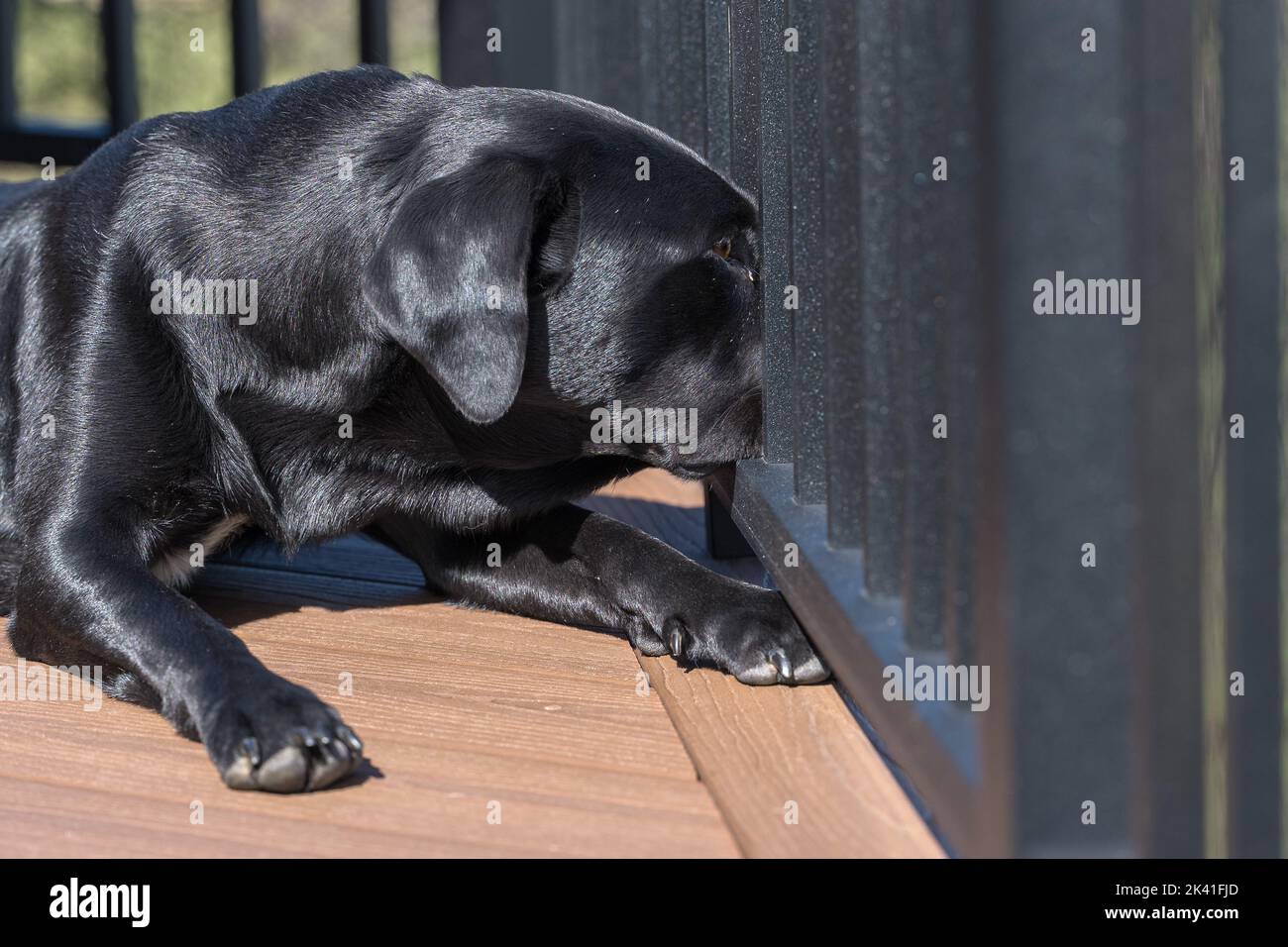 Dog looking through deck railing Stock Photo Alamy