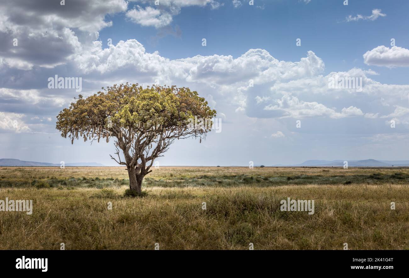 African sausage tree, Kigelia africana in the wide landscape of the ...