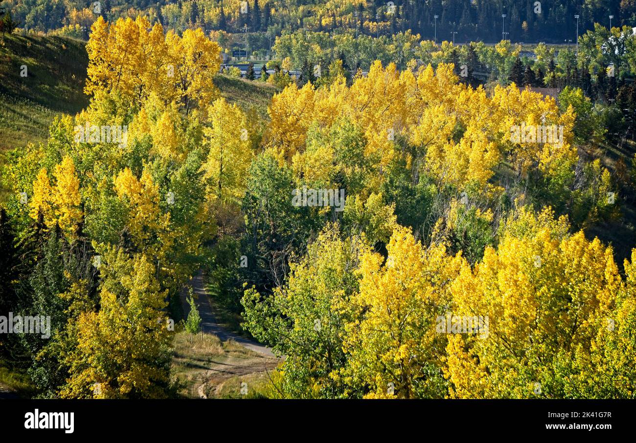 Autumn Trees Bowmont Park Calgary Alberta Stock Photo