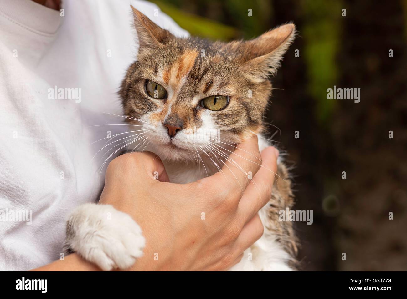 Unrecognizable young man stroking domestic cat with green eyes looking to camera when on human arms Stock Photo