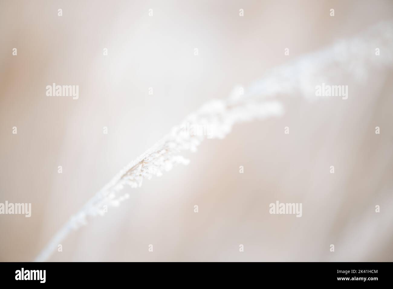 Dry grass in winter snow Stock Photo Alamy