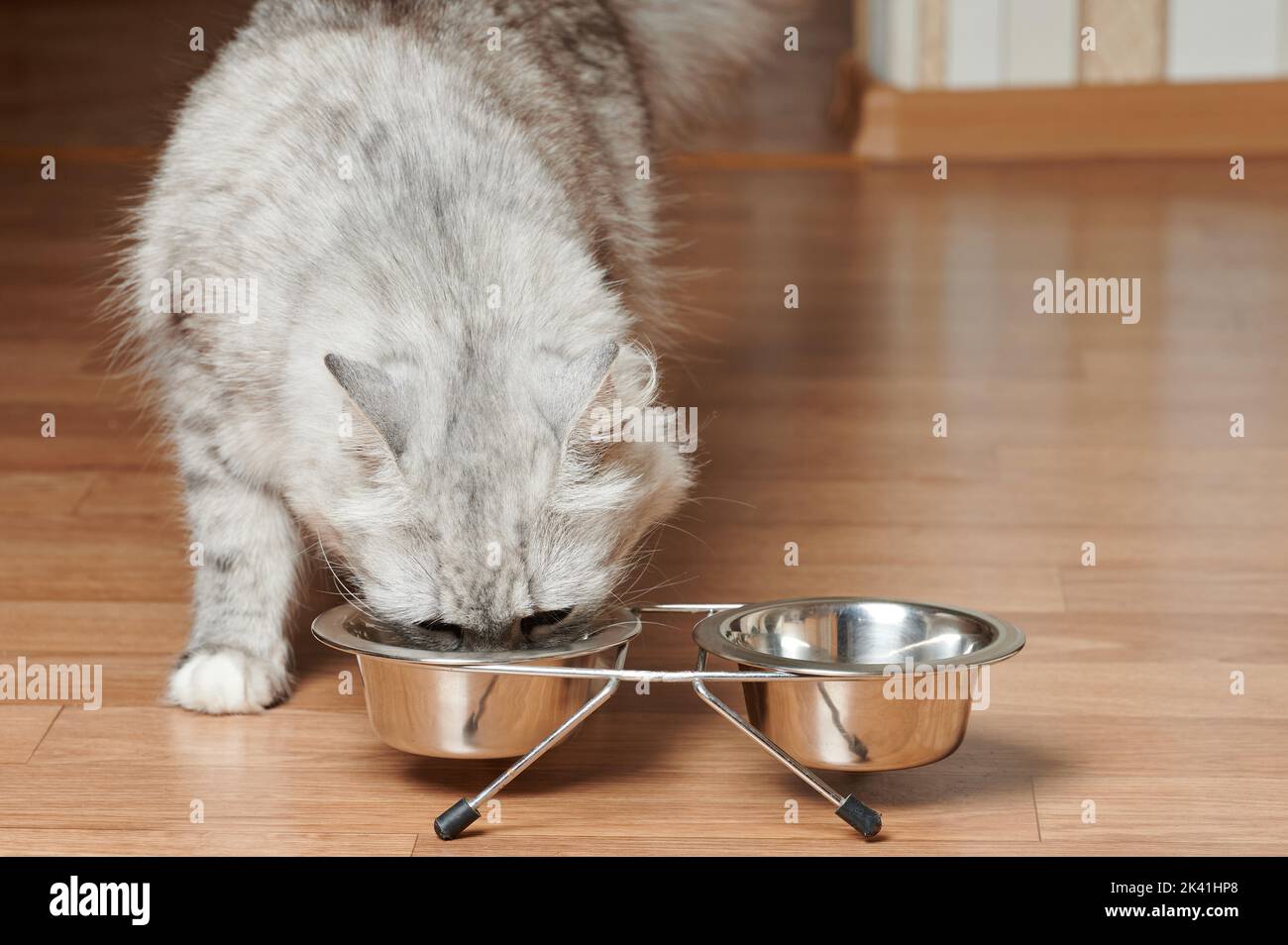 Pretty cat eat food from metal plate close up view Stock Photo