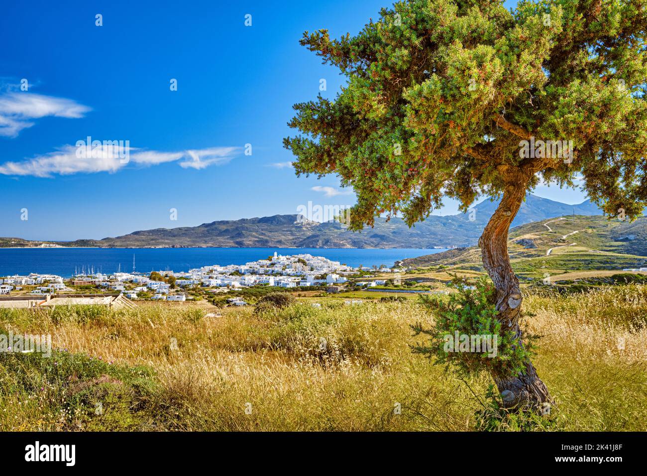 Beautiful view of whitewashed Greek town by sea bay on sunny day with pine tree in foreground. Adamantas, main town of Milos island, Greece Stock Photo