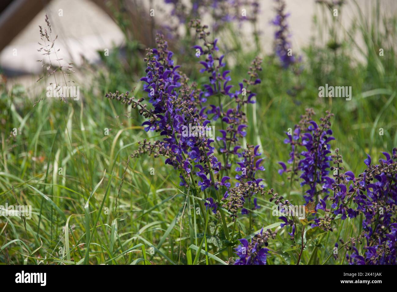 Wild flower - salvia Stock Photo