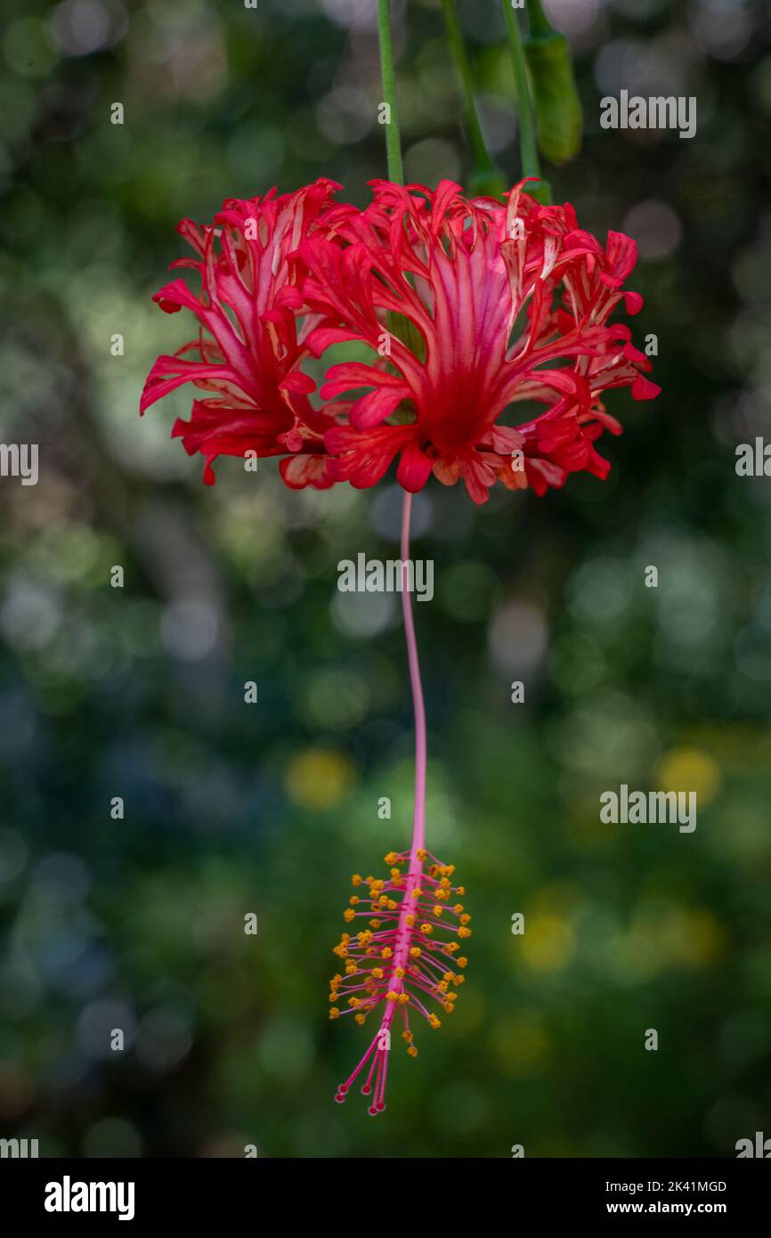 Closeup view of orange red flower of hibiscus schizopetalus aka ...