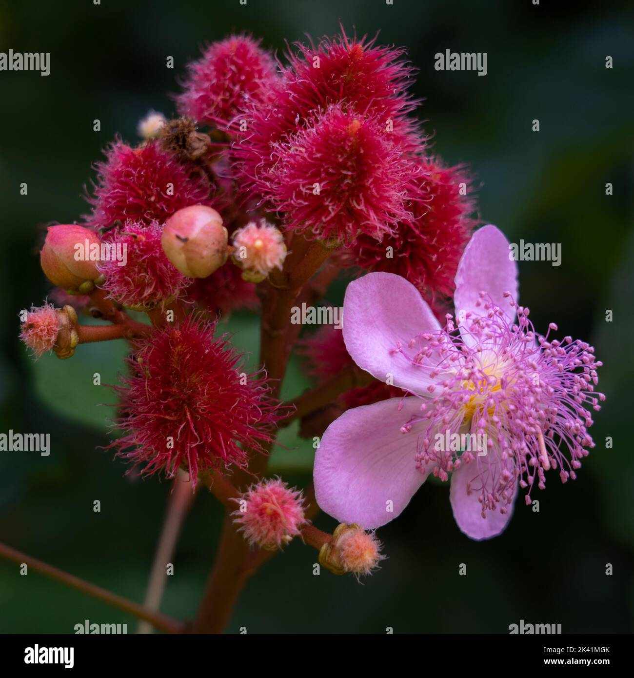 Closeup view of pink achiote or bixa orellana flowers and young red fruits on dark natural background Stock Photo