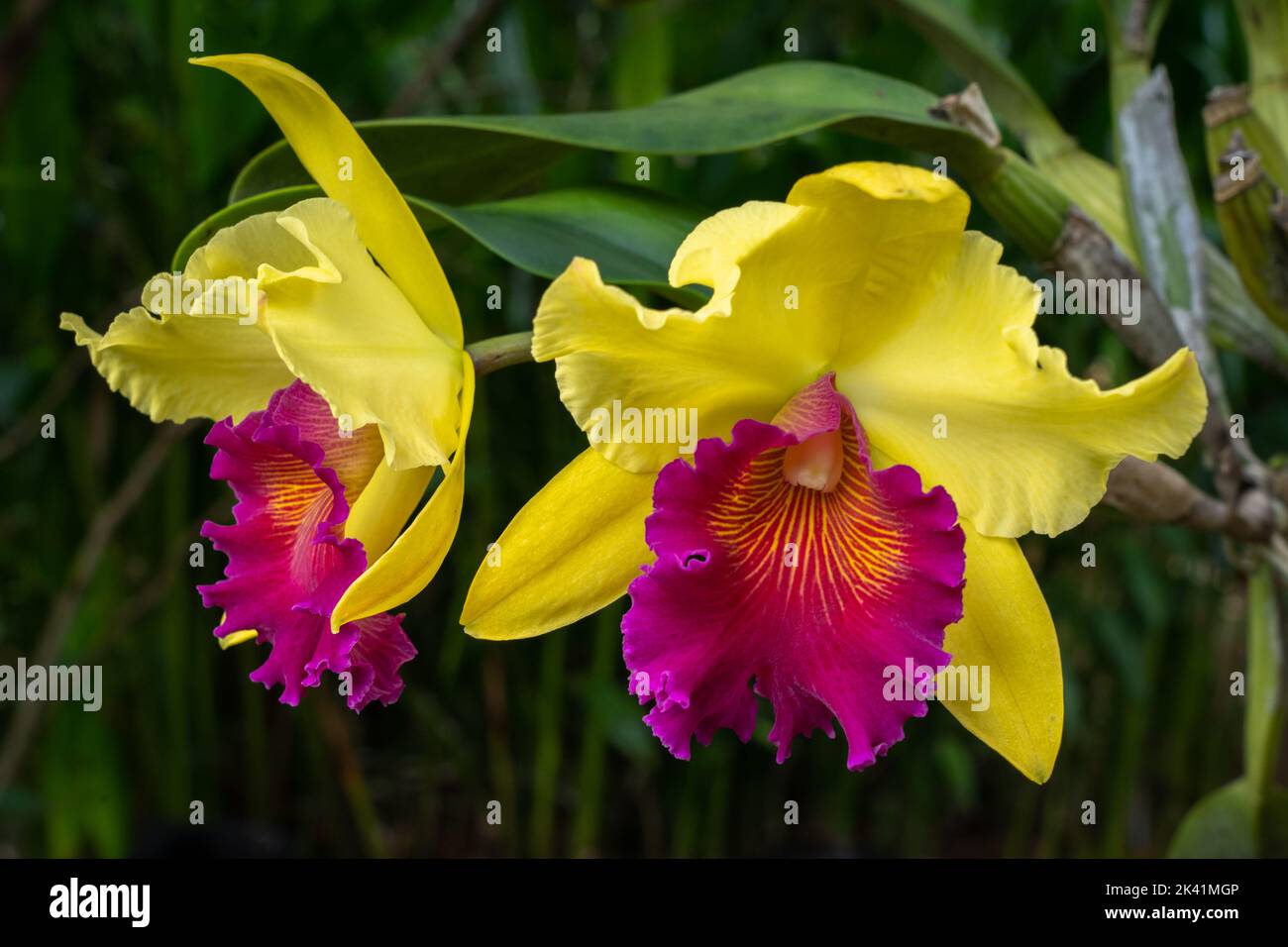 Closeup view of beautiful bright yellow and purple cattleya hybrid orchid flowers on natural background Stock Photo