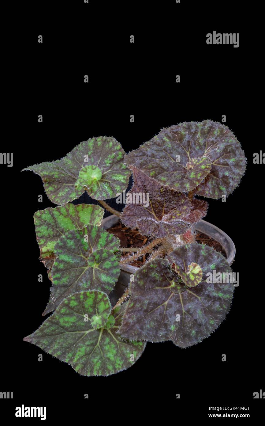 Beautiful begonia rex escargot hybrid with contrasted brown and green leaves isolated on black background Stock Photo